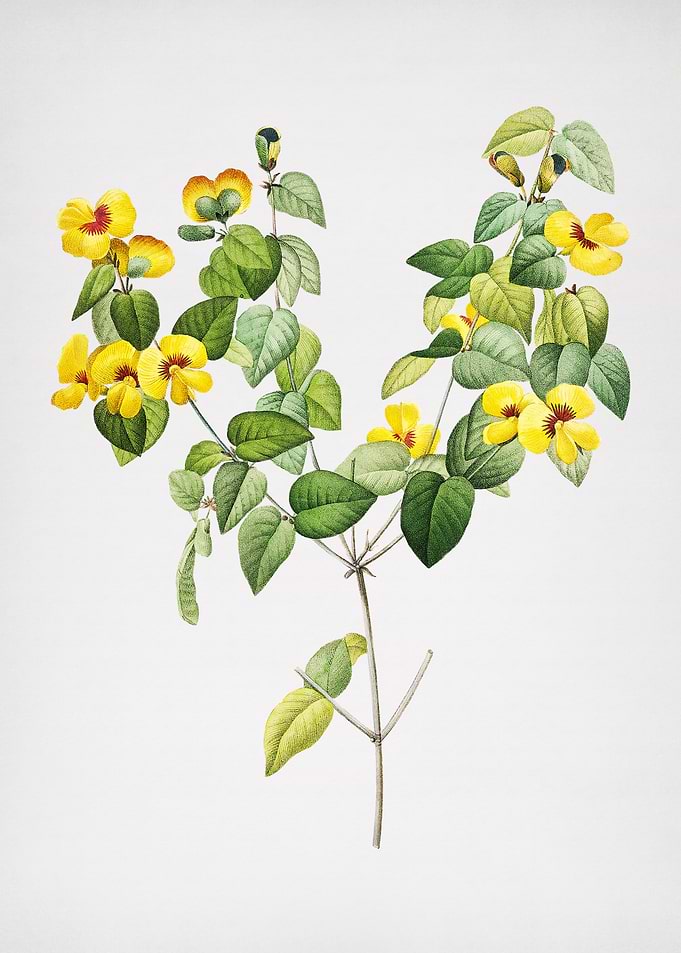 Vintage Platilobium Flower