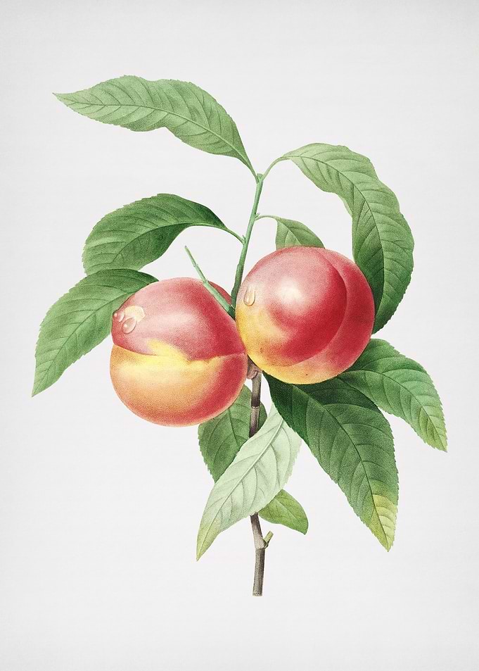 Vintage Peach Fruit