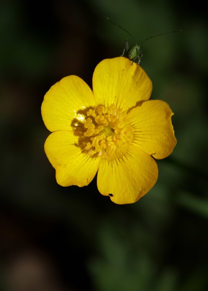Ranunculus acris flower