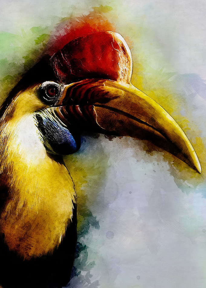 Hornbill