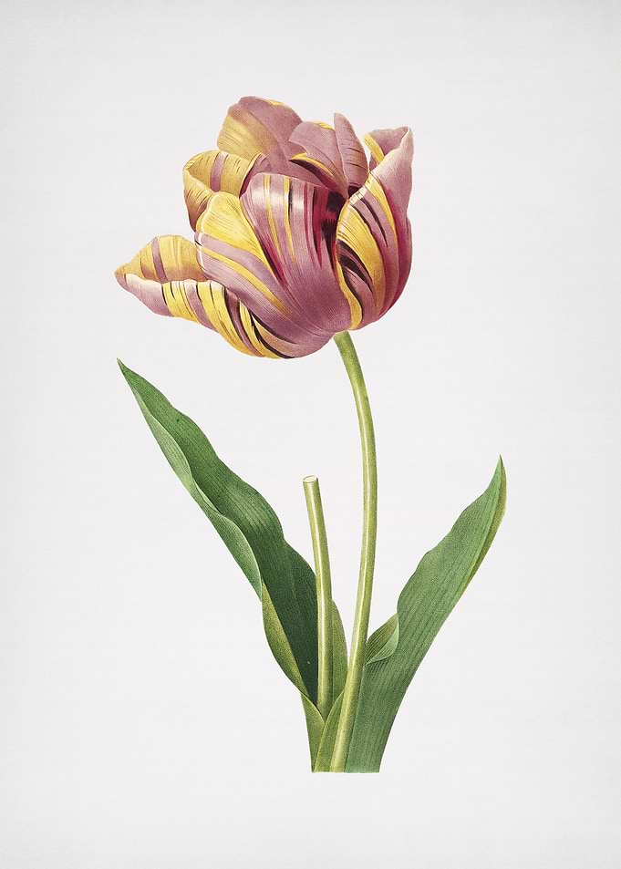 Vintage Tulip Floral