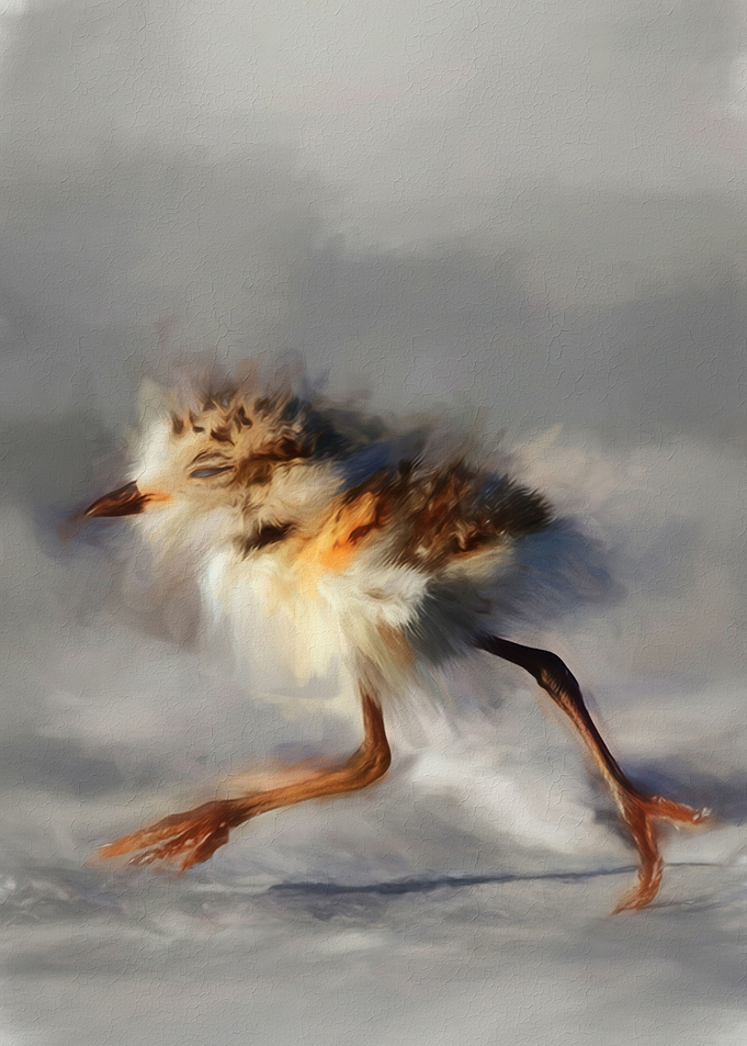 Little Chick