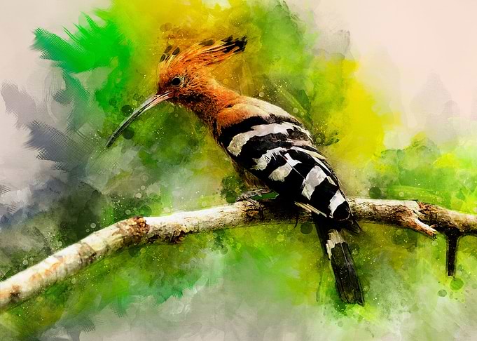 Hoopoe