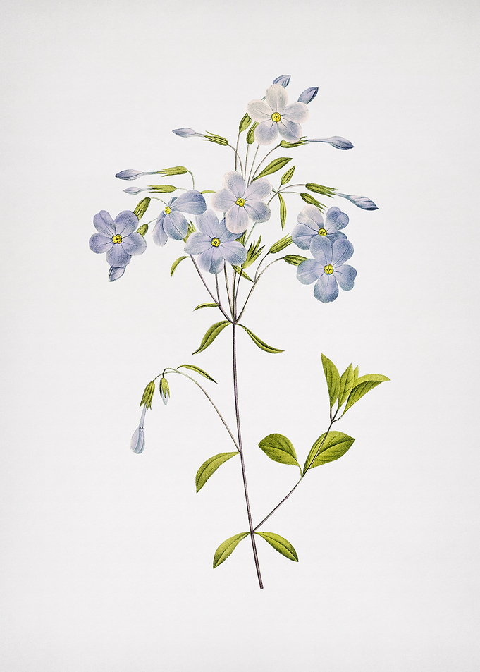Vintage Phlox Flower