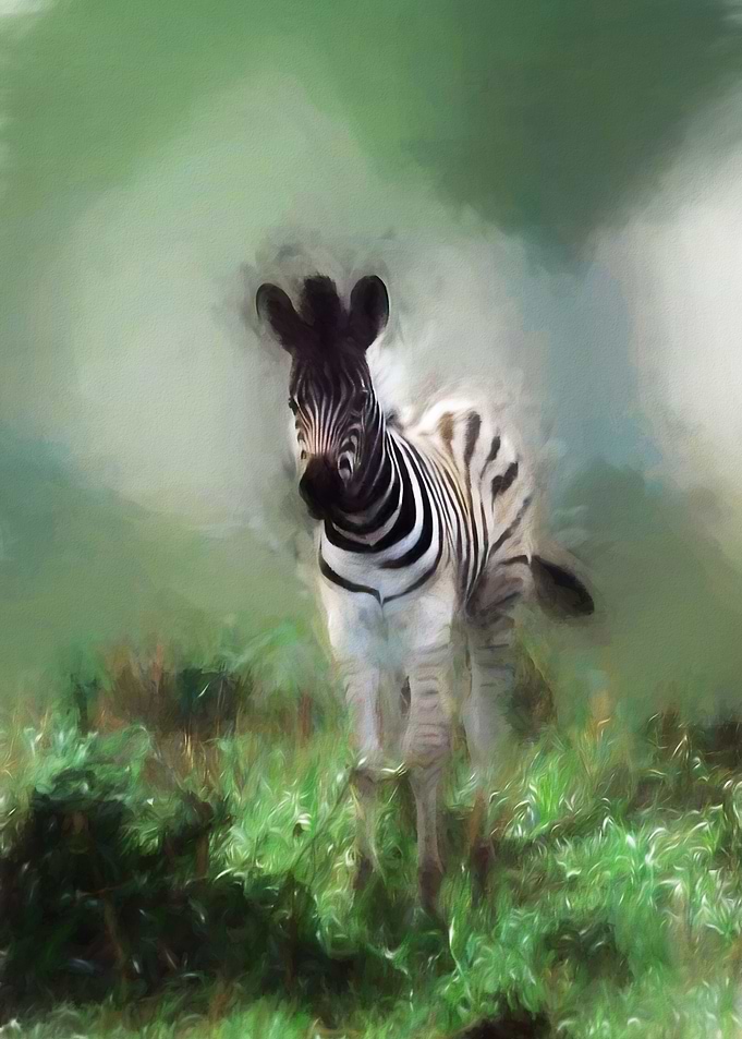 Baby Zebra