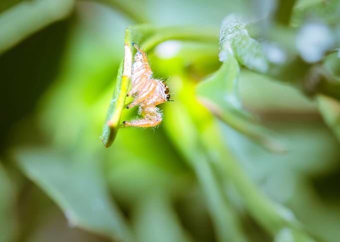 Jumping spider