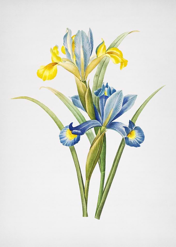 Vintage Spanish Iris Flora
