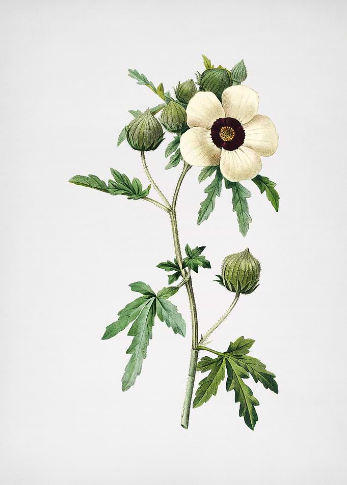 Vintage Venice Mallow