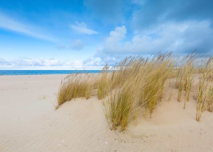 Coast Grass Sand Sea Beach