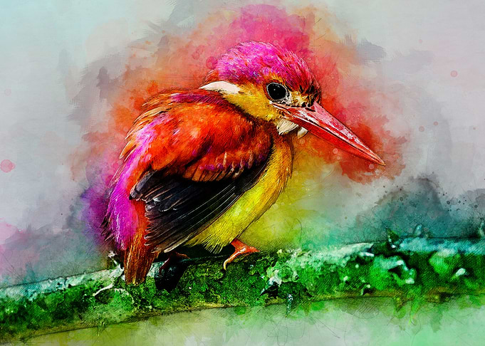 Kingfisher