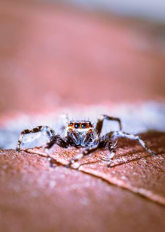 Jumping spider
