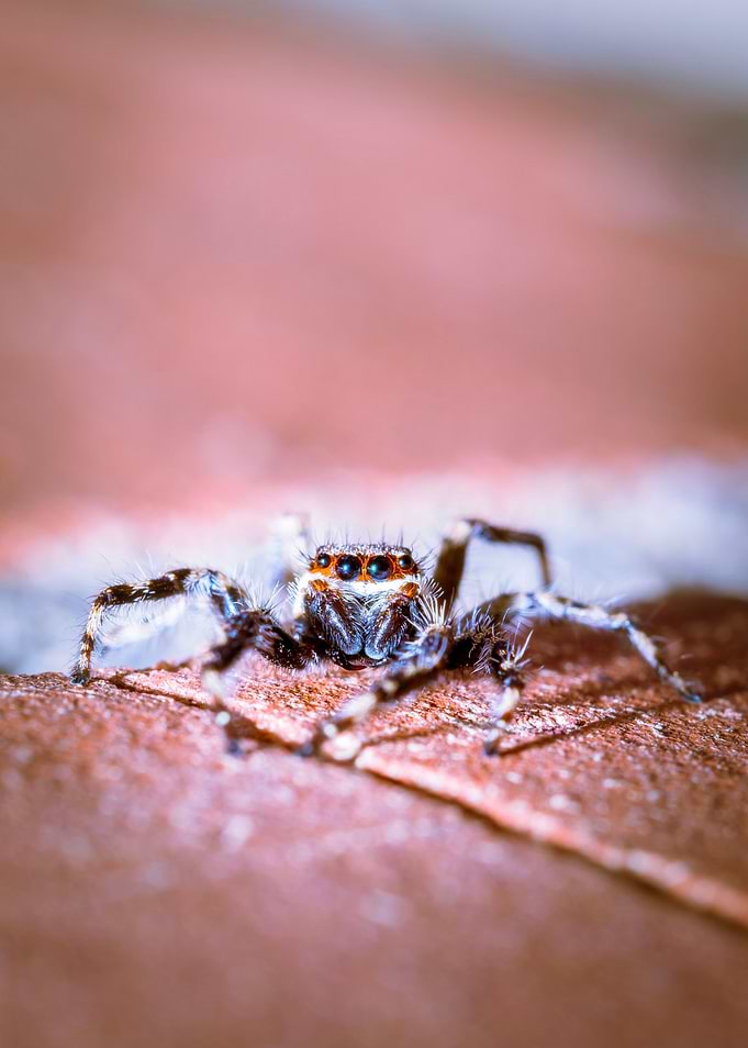 Jumping spider