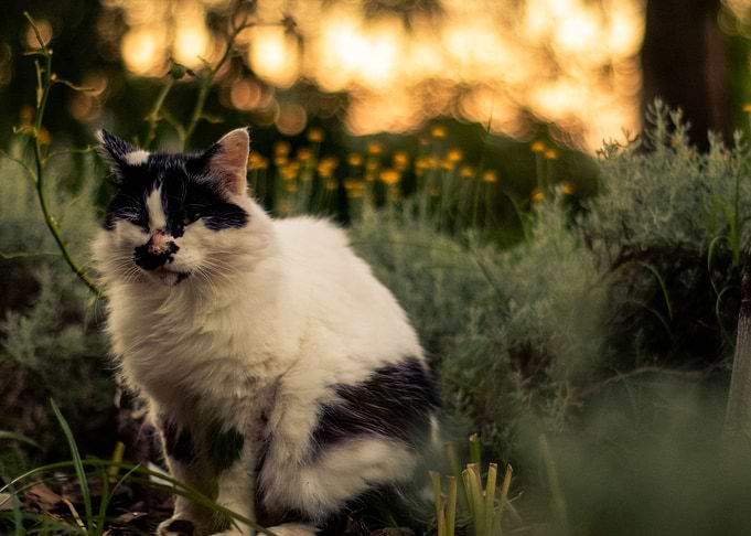 Angry Sunset Cat