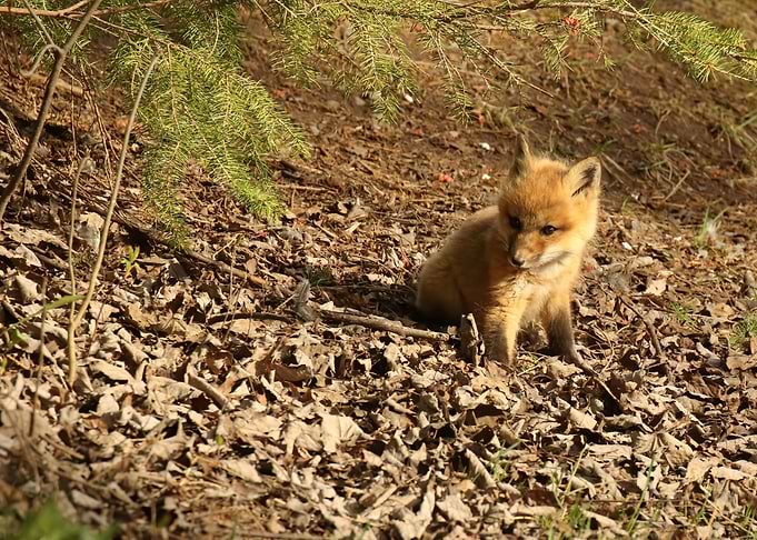 Baby fox kit
