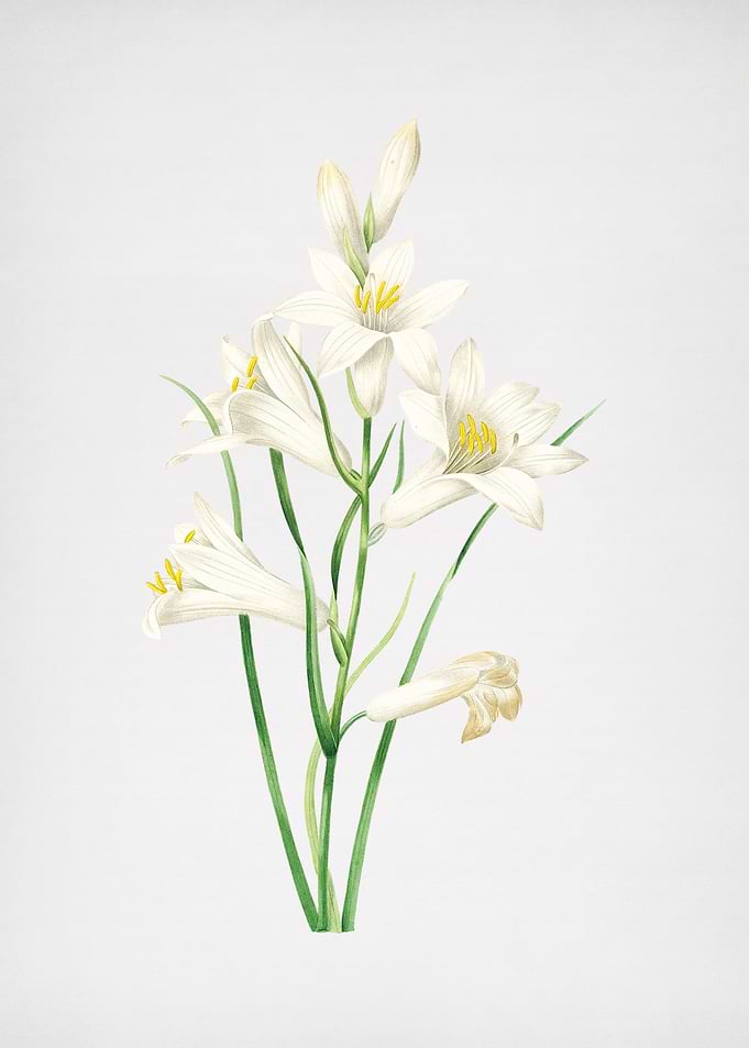 Vintage St Brunos Lily