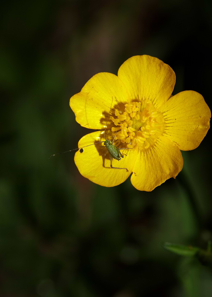 Ranunculus acris flower