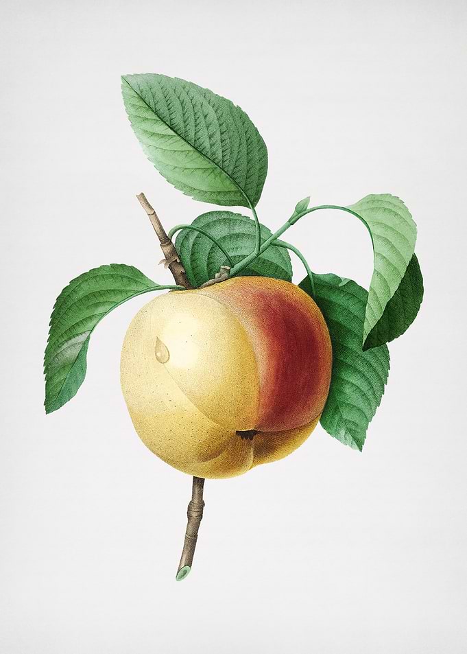 Vintage Calville Apple