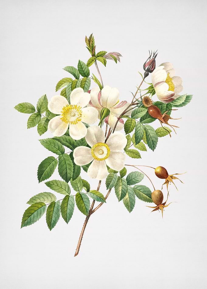 White Candolle Rose