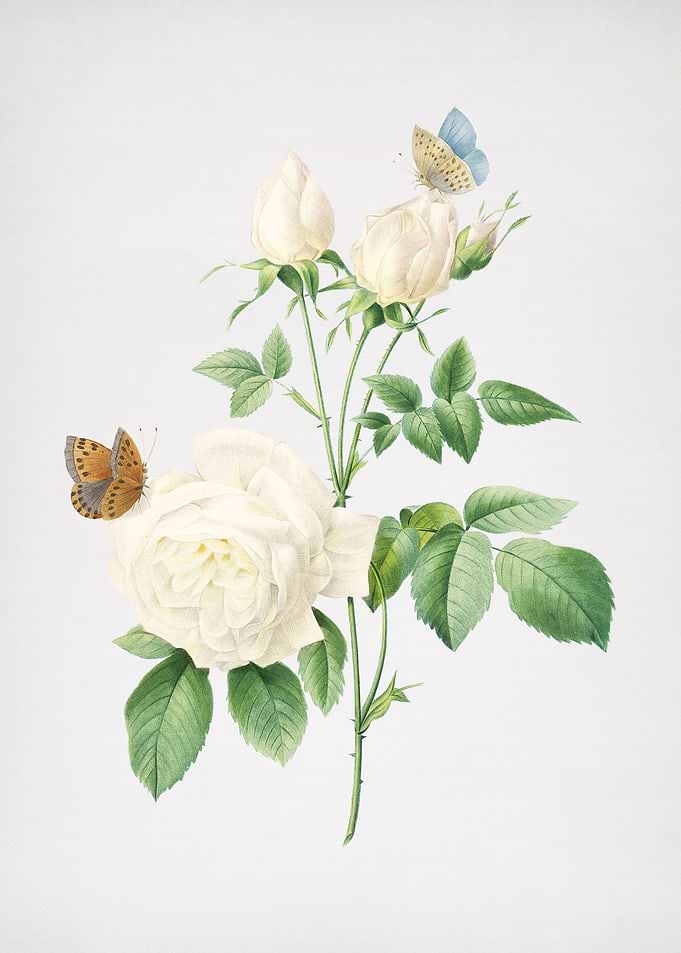 Vintage White Bengal Rose