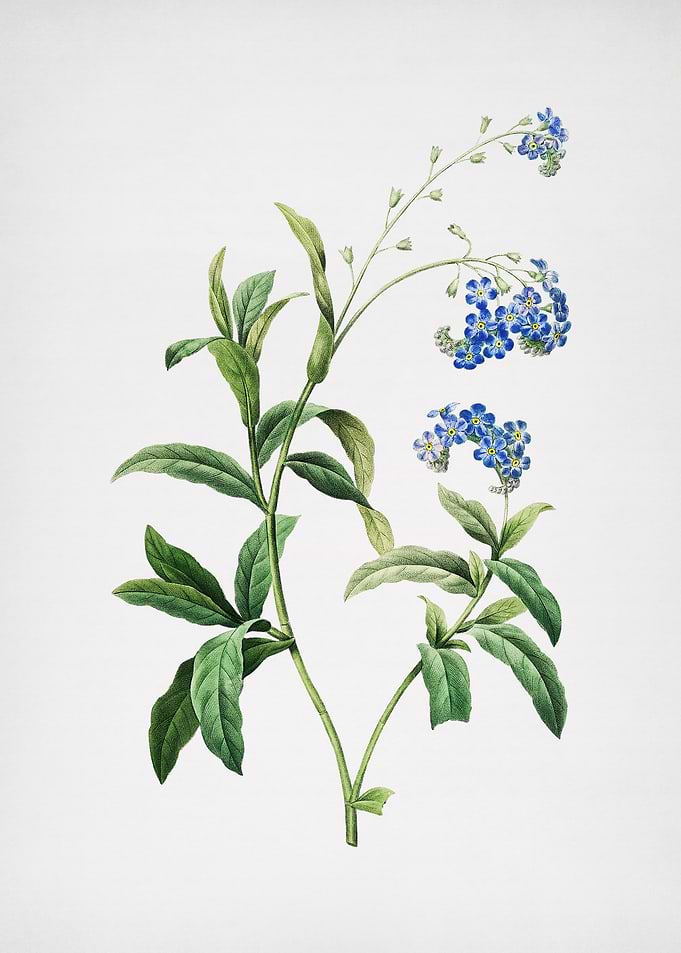 Retro Water Forget me not