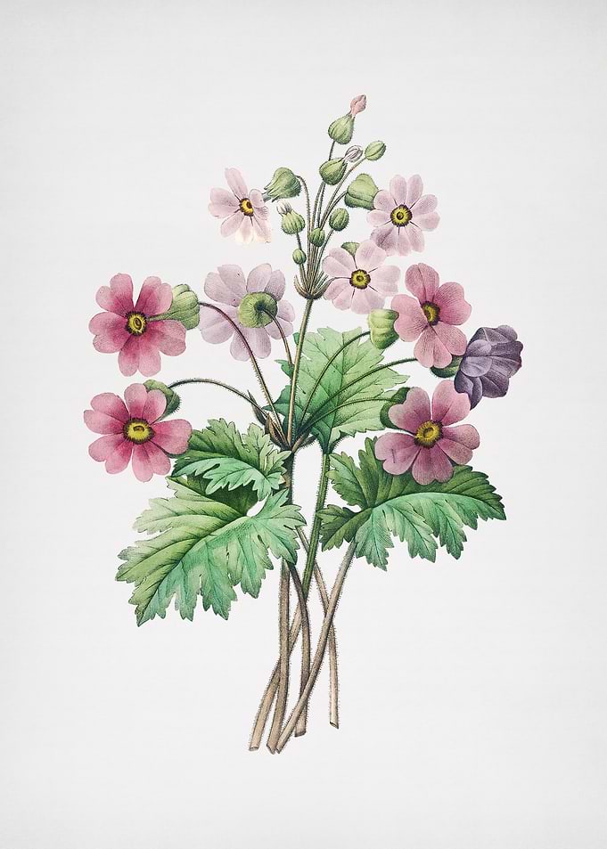Vintage Chinese Primrose