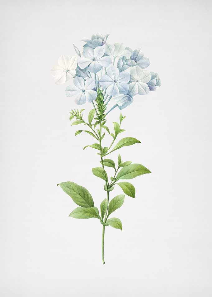 Vintage Plumbago Caerulea
