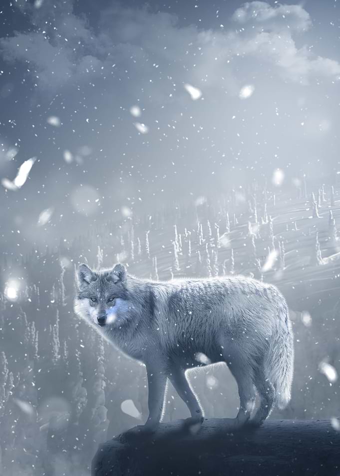 Wolf in snowy mountain