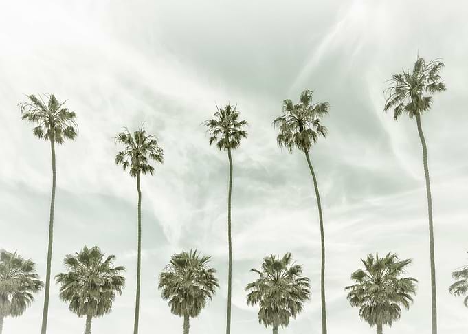 Vintage Palm Trees
