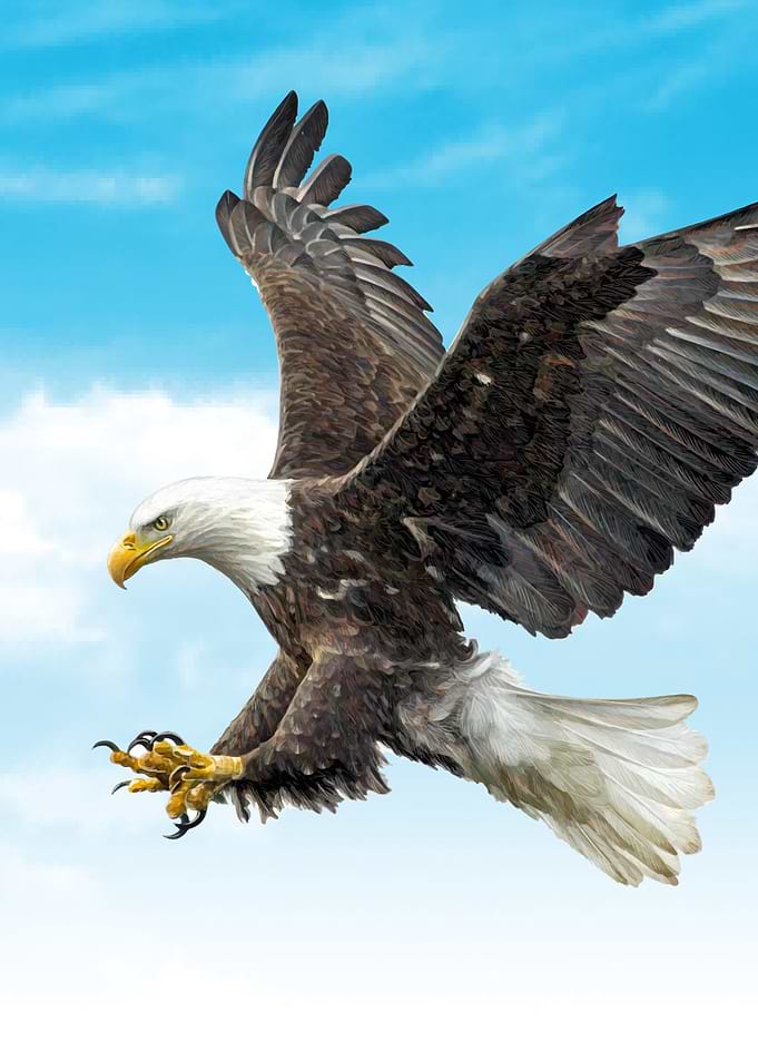 Bald eagle