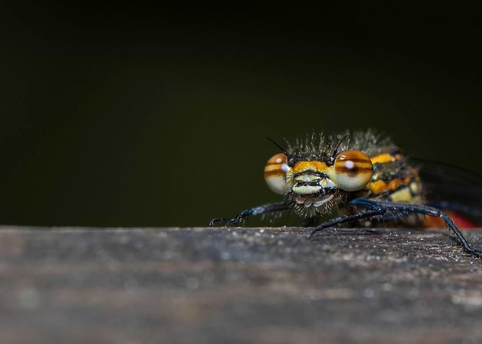 Large Red Damselfly