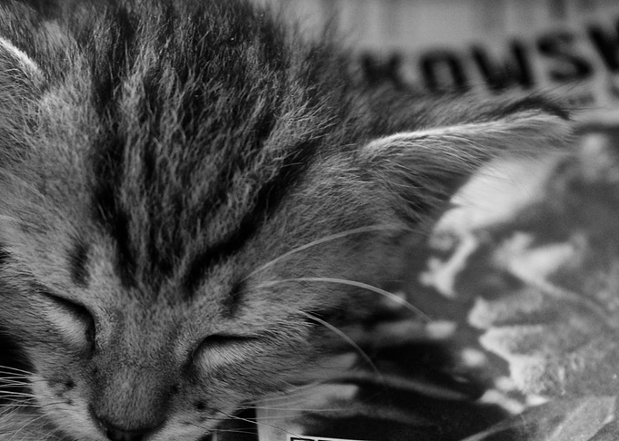 Cat and Bukowski