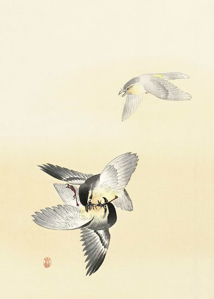 Two fighting birds