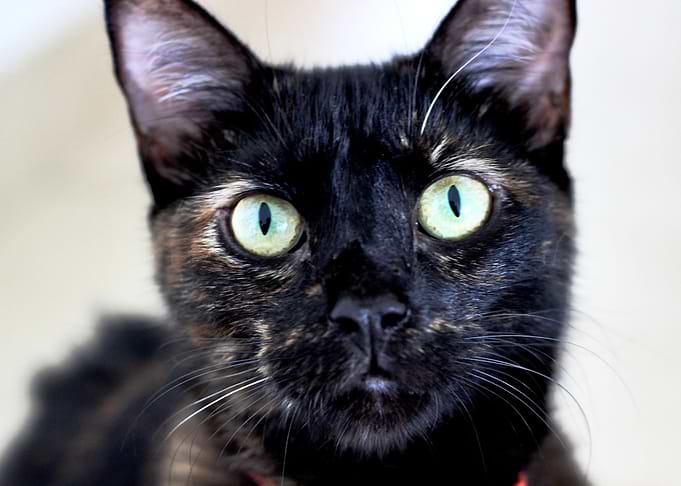 black cat face