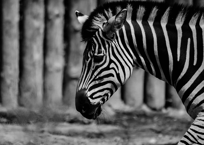 Zebra