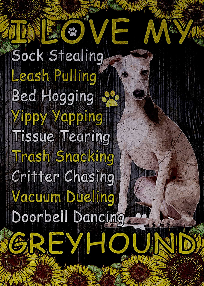 Greyhound