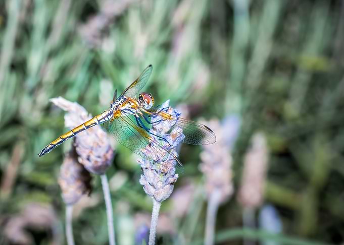 Dragonfly
