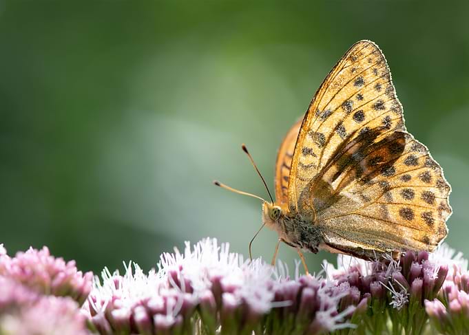 Fritillary