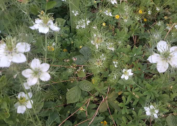 White flower
