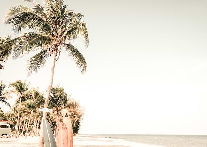 Surfboards And Palm Trees