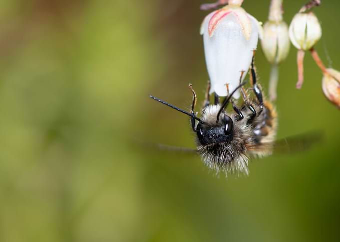 Bee