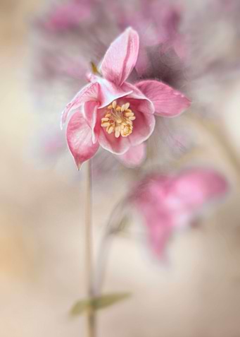 Floral composition