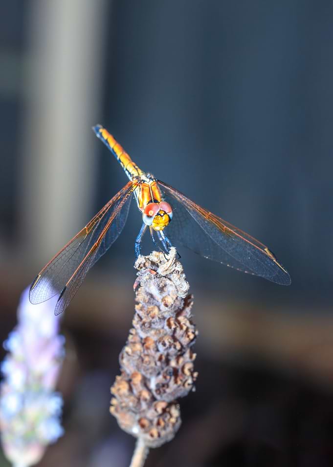 Dragonfly