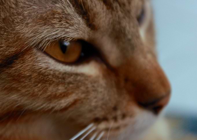 Yellow eyes cat