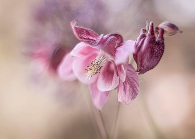 Floral composition