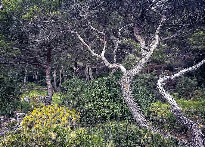 Maritime pine in Riviera