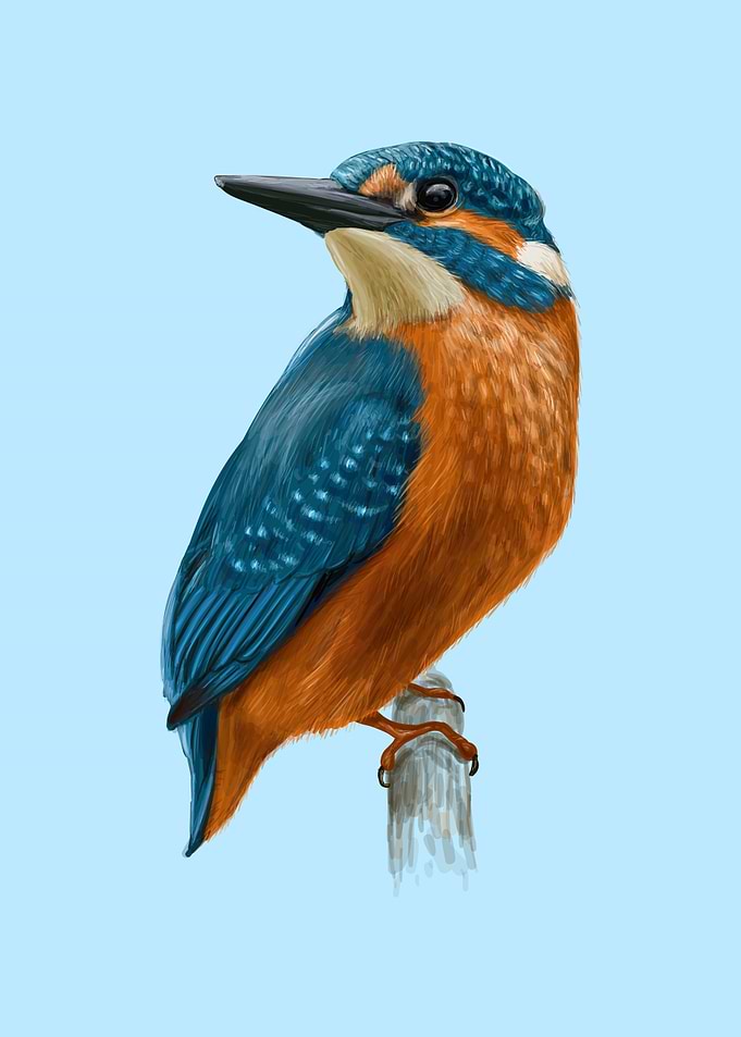 King fisher bird