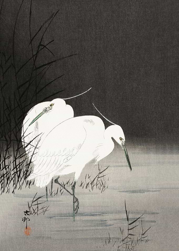 Two egrets in the reeds