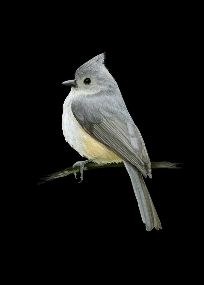 titmouse bird