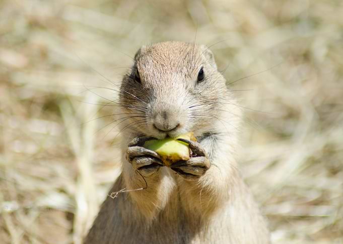 Ground squirrel
