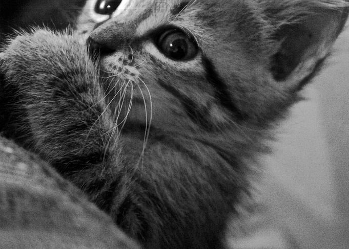 Ups say the cat